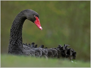 Mama/Papa Trauerschwan