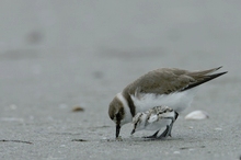 Seeregenpfeifer [ Charadrius alexandrinus]