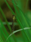Kleinlibelle?