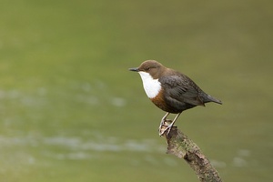 Wasseramsel