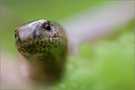 ~ Blindschleiche [Anguis fragilis] ~
