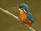 "Meiner"-Alcedo atthis