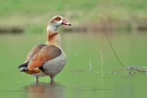 Nilgans (Alopochen aegyptiacus)