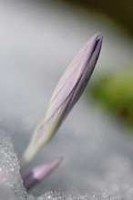 Krokus im Schnee