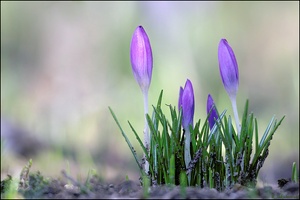 Krokus im Spot