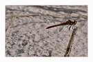 Libelle am Strand