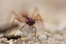 Myrmecia nigriceps