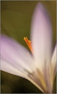 Frühlings-Krokus (Crocus vernus ssp. albiflorus)