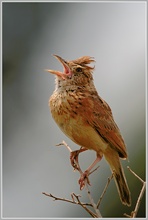 Rotnackenlerche (Mirafra africana),