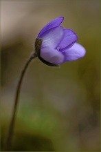 "schlafendes" Leberblümchen