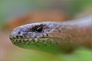 ~ Blindschleiche [ Anguis fragilis ] ~