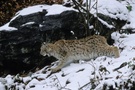 junger Luchs (Lynx lynx) bei der Schleichjagd