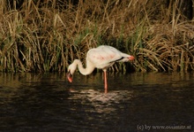 Flamingo in Österreich / Kärnten (ND)