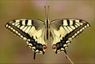 ~ Papilio ~