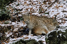 Zwei junge Luchse (Lynx lynx)