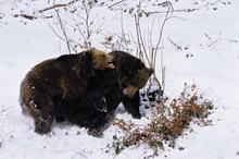 Balgerei im Neuschnee (Braunbären, Ursus arctos)