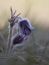 Wiesenküchenschelle