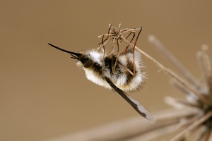 Großer Wollschweber (Bombylius major)