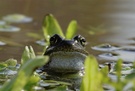 Grasfrosch 3