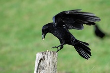 Crow