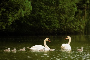 Familie Schwan