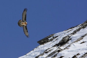 Bartgeier  [Gypaetus barbatus]