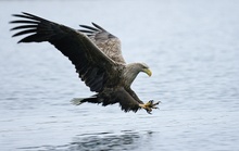 Seeadler 1