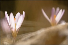 Frühlings-Krokus (Crocus vernus ssp. albiflorus)