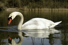 Höckerschwan Männchen Cygnus olor