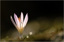 Frühlings-Krokus (Crocus vernus ssp. albiflorus)