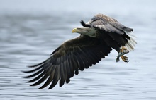 Seeadler 2