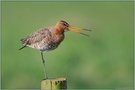 auf einem Bein... Uferschnepfe *Limosa limosa*