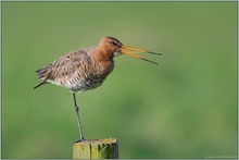 auf einem Bein... Uferschnepfe *Limosa limosa*