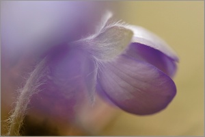 Leberblümchen (Hepatica nobilis)