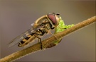 Behaarte Schwebfliege - Syrphus torvus