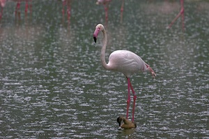Flamingo im Regen