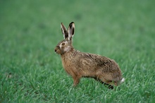 Feldhase (Lepus europaeus)