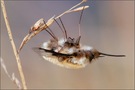 ~ Bombylius major ~