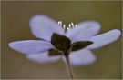 Leberblümchen (Hepatica nobilis)