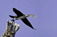 junger komoran im abflug