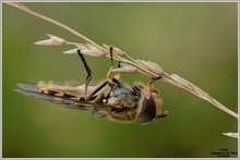 Behaarte Schwebfliege (Syrphus torvus)