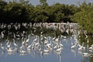 Naturfotografie in Florida