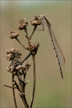 Gemeine Winterlibelle(Sympecma fusca)