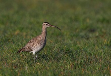 Regenbrachvogel am Niederrhein