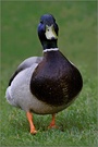 ~ Stockente [ Anas platyrhynchos ] ~