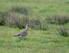 brachvogel