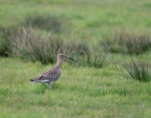 brachvogel