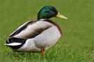 ~ Stockente [ Anas platyrhynchos ] ~