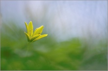 Wald-Gelbstern (Gagea lutea)