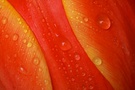 Schön Bunt II